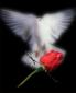 hailugs19742009's picture