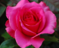 saranya_sankar's picture