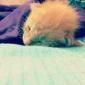 deepanshsachdeva's picture